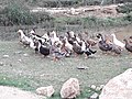 Ducks 20190401 172706.jpg