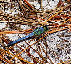 ♂ Erythemis simplicicollis