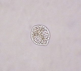 <i>Ebria</i> Genus of single-celled organisms