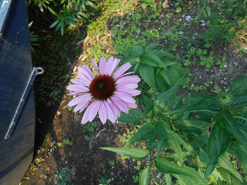 File:Echinacea purpurea from Varenna Italy 01.jpg