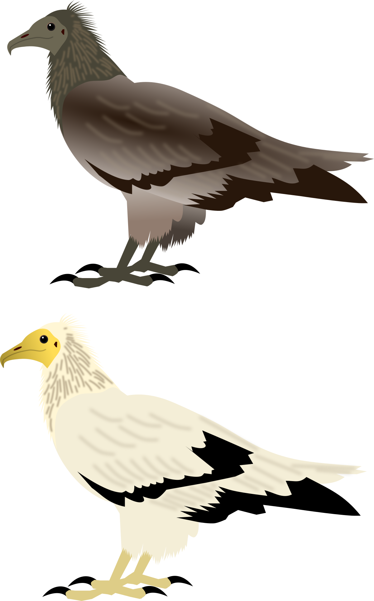 vulture cartoon png