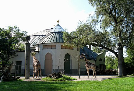 Giraffes admire the elephant house at the Zoo