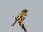 Miniatura para Emberiza bruniceps