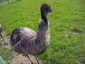 Lêer:Emu vocalization.ogv