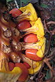 Semi di Encephalartos villosus