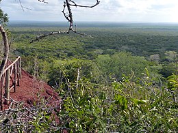 L'Afrique sans fin. Forêt Arabuko Sokoke - panoramio.jpg