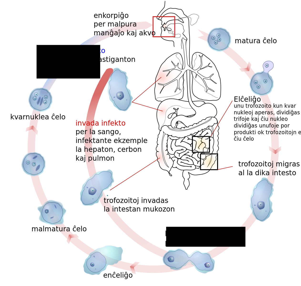 Жизненный цикл entamoeba histolytica схема