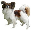 vask Almægtig Har det dårligt Category:Papillon dog - Wikimedia Commons