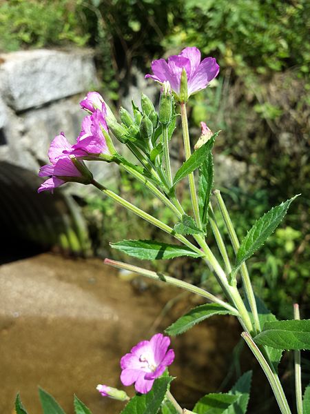 File:Epilobium hirsutum sl1.jpg