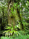 Thumbnail for File:Epiphytes (Dominica).jpg