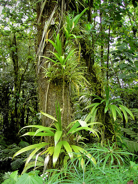 File:Epiphytes (Dominica).jpg