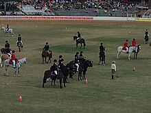 Equestrian competitions in the main show ring, 2015 Equestrian competitions, main oval, Ekka, 2015.jpg