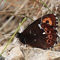 2019年1月17日 (木) 10:55時点における版のサムネイル