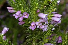 Eremophila scaberula.jpg