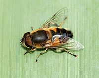   Eristalis similis, male (Syrphidae)