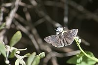 Funereal duskywing in Tucson, Arizona Erynnisfuneralis.jpg