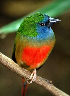 Pin-tailed parrotfinch Species of bird