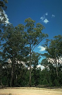 <i>Eucalyptus angophoroides</i> Species of eucalyptus