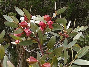 Kuvan kuvaus Eucalyptus tetraptera1.jpg.