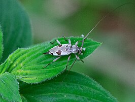 Eucharitolus bellus