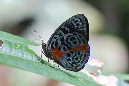 E. sophonisba, Jatun Sacha Biological Reserve, Puerto Misahualli, Ecuador Eunica chlororhoa.jpg