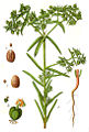 Euphorbia exigua vol. 7 - plate 34 in: Jacob Sturm: Deutschlands Flora in Abbildungen (1796)