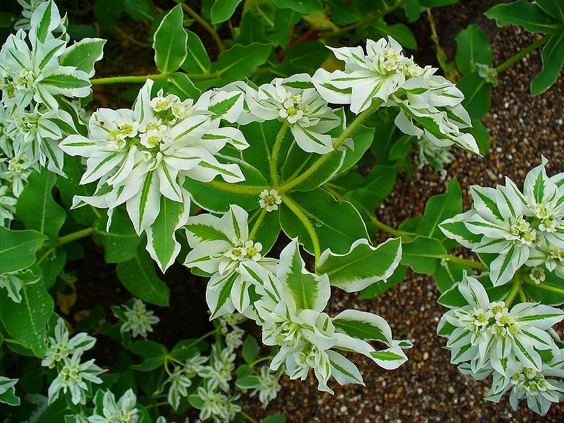 File:Euphorbia marginata 002.JPG