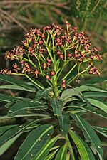 Thumbnail for Euphorbia mellifera