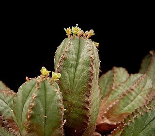 <i>Euphorbia nesemannii</i> Species of succulent plant found in southern Africa