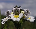 Euphrasia rostkoviana