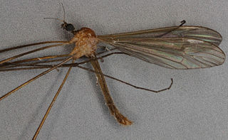 <i>Euphylidorea aperta</i> Species of fly