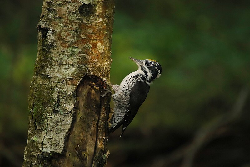 File:Eurasian three-toed woodpecker (Picoides tridactylus). Gatchina.jpg