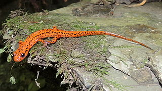 Spotted-tail salamander