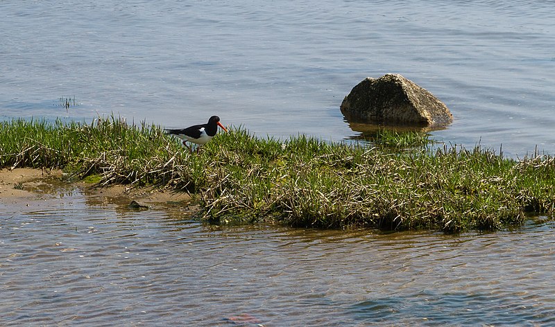 File:Föhr Godelniederung 020 2016 06 06.jpg