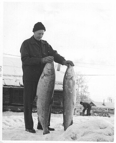 File:FWS agent Frank Glaser with two sheefish caught thru the ice by Eskimos at Kotzebue.jpg