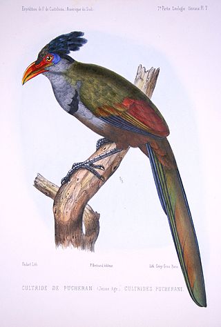 <span class="mw-page-title-main">Red-billed ground cuckoo</span> Species of bird