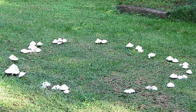 A ring of mushrooms on grass.