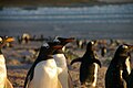 Falkland Islands Penguins 18.jpg
