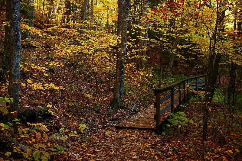 File:Fall-foliage-forest-foot-trail-bridge - West Virginia - ForestWander.jpg