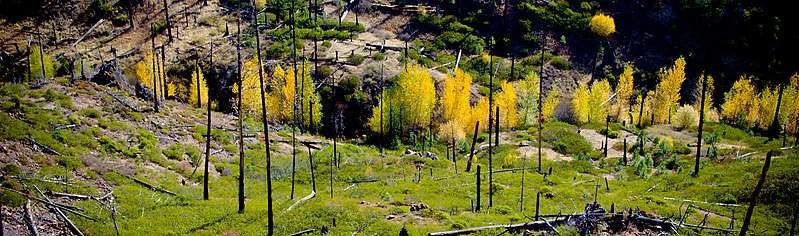 File:Fall in the Mill Creek Wilderness Panoramic-Ochoco (25829381414).jpg