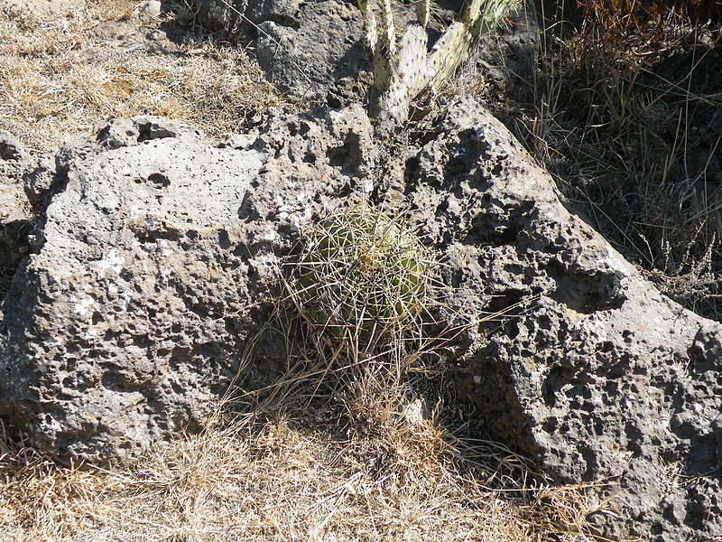 File:Ferocactus histrix (5661551406).jpg