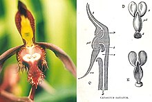 photograph of a yellow and brown flower, next to drawing showing a section through the flower