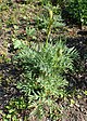 Ferula jaeschkeana