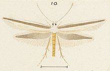 Fig 10 MA I437894 TePapa Plate-XXXIII-The-butterflies full (cropped).jpg