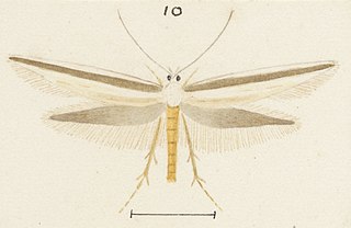 <i>Glyphipterix cionophora</i> Species of moth