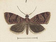 Illustration of male. Fig 1 MA I437625 TePapa Plate-XXVI-The-butterflies full (cropped).jpg