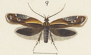 <i>Eutorna caryochroa</i> Species of moth