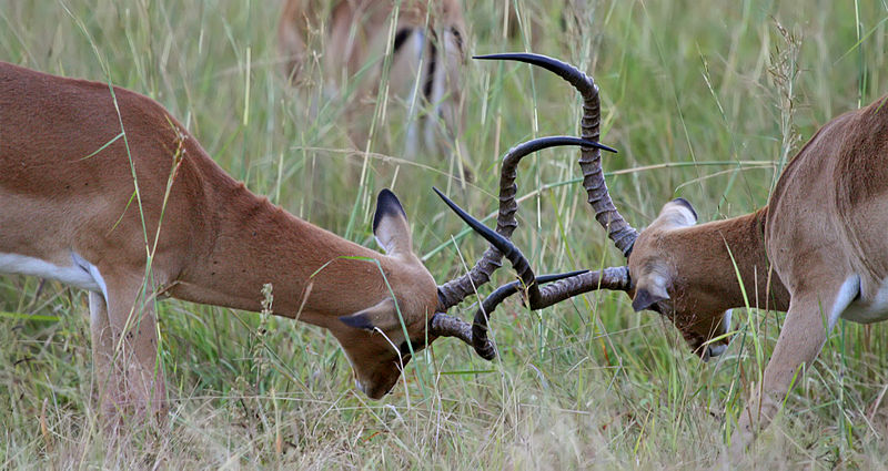 File:Fighting impalas.jpg