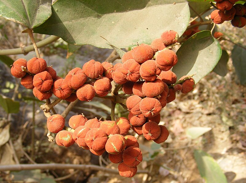 File:Figs of Ficus hispida Tree Mumbra Mumbai 04-03-12 DSCF1020 (4).JPG