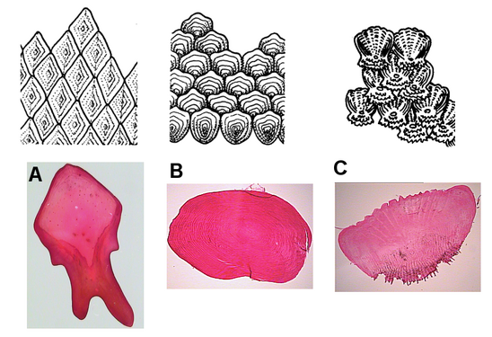 Fish anatomy - Wikipedia